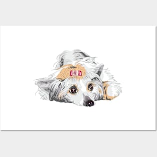 Chinese Crested Posters and Art